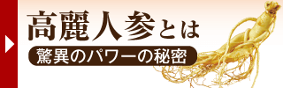 高麗人参とはどのような物なのか、紅参とは？高麗人参の歴史について詳しく解説