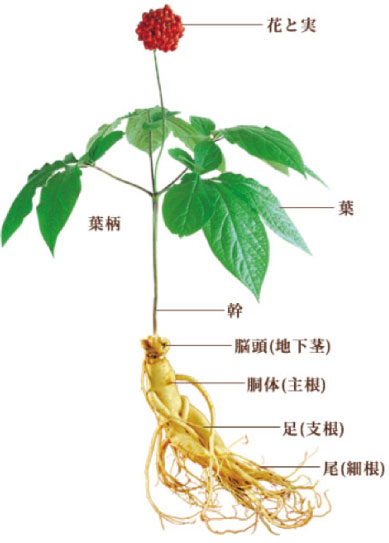 高麗人参(朝鮮人参)とは？