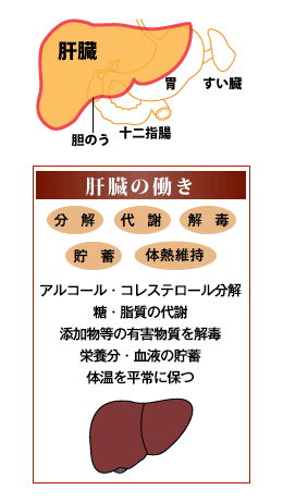 もの 肝臓 に いい 肝臓に良い食べ物＆良くない食べ物（4/4ページ）