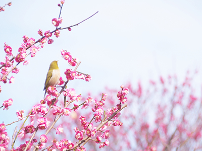 早春の兆し 鶯 うぐいす のさえずり 久郷直子の読むサプリ