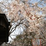 満開の桜