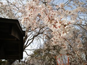 満開の桜