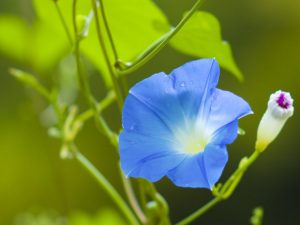 朝顔の花