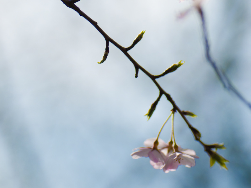 桜の花