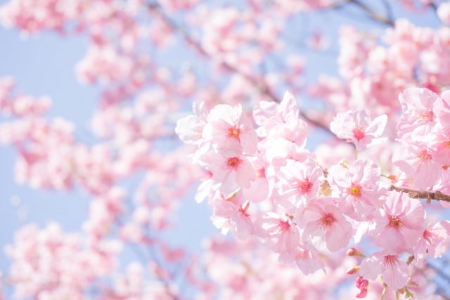 桜