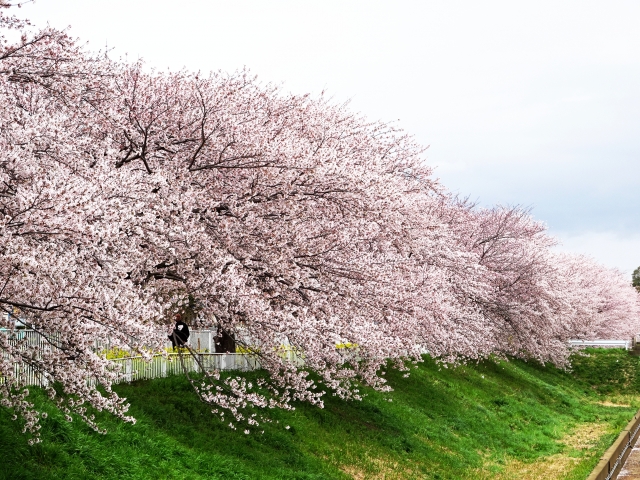 花見