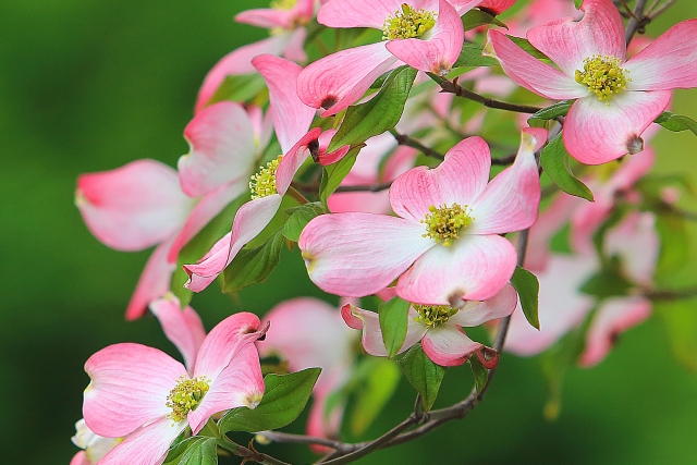 桜の次はハナミズキ 久郷直子の読むサプリ