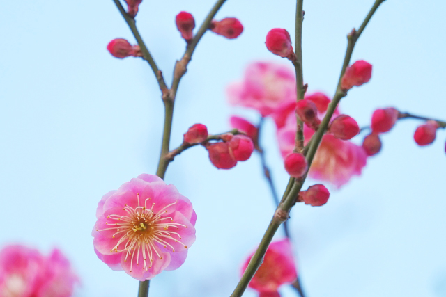 梅の花