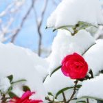雪とサザンカの花